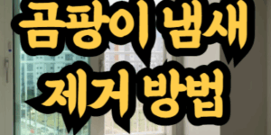 곰팡이 냄새 제거 방법