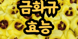금화규 먹는 방법